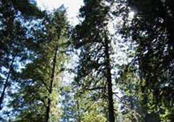 View up through Redwood trees